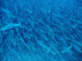 In the Boneyard: Diving in a Bonefish shoal in Mexico - Yucatan