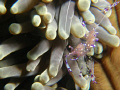 Shrimp with eggs. Kirby's Rock, Anilao Batangas, Philippines