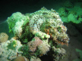 Scorpion fish at night in Marsa Shouna Egypt