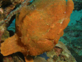 Huge Frogfish taken at Basura Dive Site Anilao, Batangas Philippines.