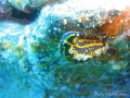 Snapped while diving in lanzarote. Canary Islands. Photographer, 15 year old Sam Hutchinson