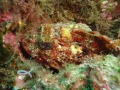 Red Scorpionfish - Perfect Camuflage...