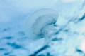 Shot in Cayman Brac while floating for a safety stop.  I spotted a small jellyfish and moved in position to get sun light thru it.