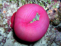 Pink anemone taken with an Olympus 5060 on a dive site near Moofushi