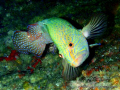 found this peacock grouper swimming on the underside of a swimthrough of bird rock wall in the mamamucas fiji
