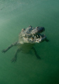 Alligator in mangrove swamp - Jardines de la rejna - Cuba
Nikon D300 - 10.5 Nikkor - No strobo