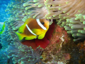 Clown fish heaven: Shot on Abu Galaw, Fury Shoals, Egypt