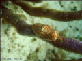 macro shot of a small sea slug