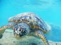 A sea turtle saying 