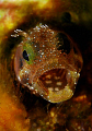 With an attitude of a Jack Russell... ferocious
Secretary blenny