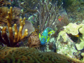 This Angel Fish was very interested in my camera. I took this picture while I was diving off the coast of Key Largo using my DC800 Sealife Camera.