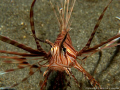 Small lionfish resting on the bottom of Jepun in Padang Bai, Bali. Picture was taken with a Canon G11 on manual set, canon housing, 2xucl165's and a Inon D2000 strobe.