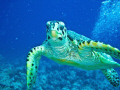 Was looking at some coral when my wife told me to turn round.  This turtle was hanging just behind me and I took the shot as I turned round