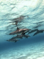 Pod of Spinner-Dolphins in a shallow lagoon in the deep south of Egypt.