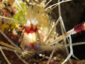 Banded shrimp