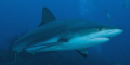 Caribbean Reef Shark. Taken in Roatan, Honduras.