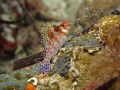 Hawkfish shot with Canon G12