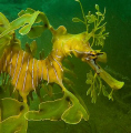 Leafy Seadragon,shot taken at Tumby Bay Sth Australia with Olympus E - 520, Olympus strobe.