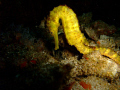 KOH TACHAI PINNACLE, 30m very shy seahorse