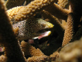 Found this little Moray looking a little worse for wear hiding amongst the coral in Moreton Bay, Qld.
Taken on a G9 with an Inon strobe.