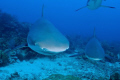 Caribbean Reef Sharks