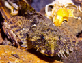 Sculpin in Puget Sound