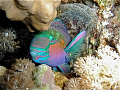 Parrot Fish in its protective bubble. Night dive Marsa Alam Shagra North Reef. Nano Focus light.