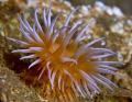 Anenome in Puget Sound, shot with Canon T2i, in Aqutica housing.