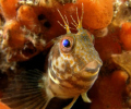 Denny the Blenny was taken on an old wreck called the Hawthorne off Durban South Africe.