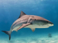 Tiger shark showing her nice skin pattern