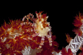 Candy crab on dendronephthya soft coral - Anilao, Philippines