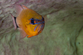 Apogon aureus swimming inside a tube sponge - Bethlehem, Anilao, Philippines