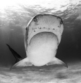 tiger shark in  B&W showing her Lorenzini pores