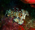 Richileui Rock, there were a pair of these splendid fellows in a crevice at around 30m.