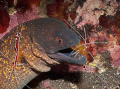 shot taken at cleaning station Tulumben, Bali