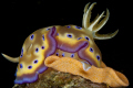 It's a hard work, but someone has got to do it !!!
Chromodoris kuniei with her eggs