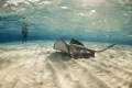 Diver meets  Stingray at Stingray City.