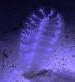 Soft as a feather, Night shot on North Reef Marsa Shagra