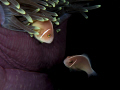 Purple home for two orange clown fishes
Canon EOS 450D + Canon EF-S 60mm f/2.8 USM macro + Inon Z-240 & D-2000 strobes in Hugyfot housing - f/22 @ 1/160 sec