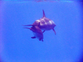 A snorkelling delight, morning on Shagra Reef.