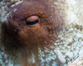 octopus' eye