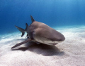 lemon shark over the sand