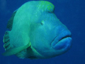 Inquisitive Napolean at 5m safety stop & posing for the camera - Dangerous reef, St Johns, Red Sea