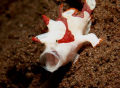 yawning frogfish!