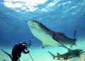 tiger shark posing for UW photographer