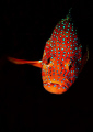 Cephalopholis miniata, Coral Grouper