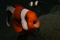 Yawning clownfish