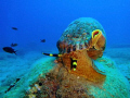 Encounter by chance the Triton in the house reef!!
Olympus Digital Compact Camera and internal strobe.
f 3,5 1/100 sn. ISO 80