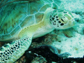 Turtle on Turtle reef - funny old thing that :-) !!!!
