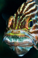 Cardinalfish brooding eggs: 60mm lens with +3 diopter.